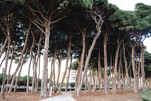 la pineda spain beach landscape photo