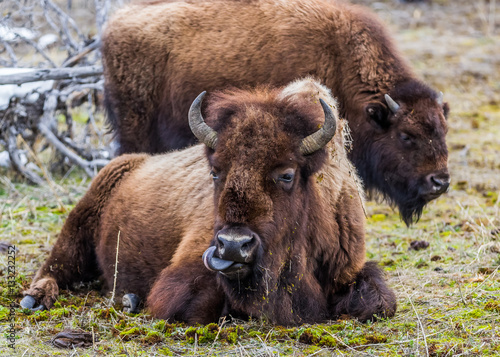 Wild, Yellowstone Bison © Vo
