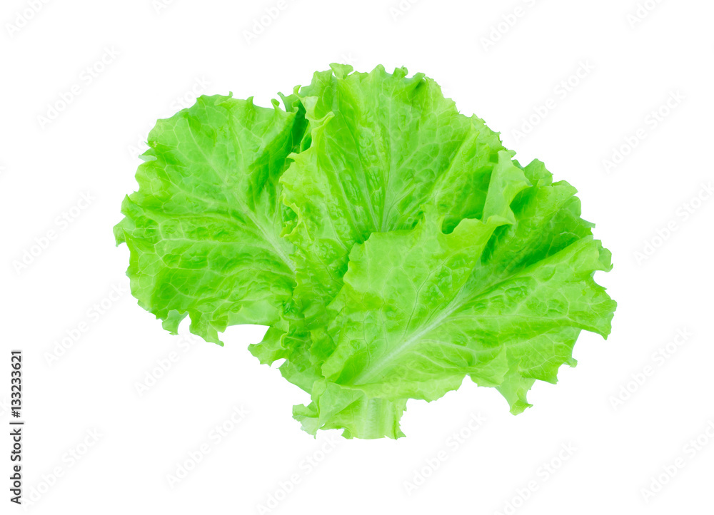 Salad leaf. Lettuce isolated on white background. Salad leaf. Lettuce isolated on white background.