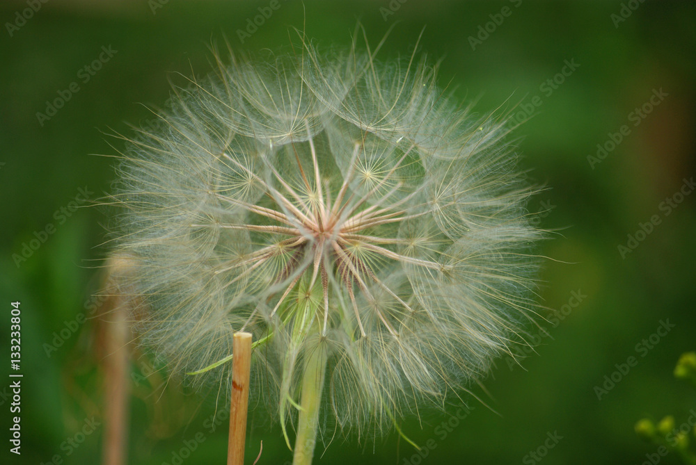 Boule de graines en prairie en été Boule de graines en prairie en été