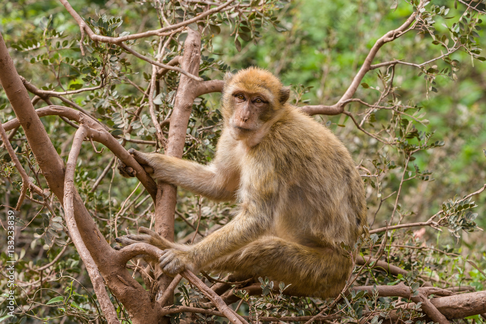 Fototapeta premium Monkey at Cascades d'Ouzoud, Waterfall at Ouzoud, Morocco