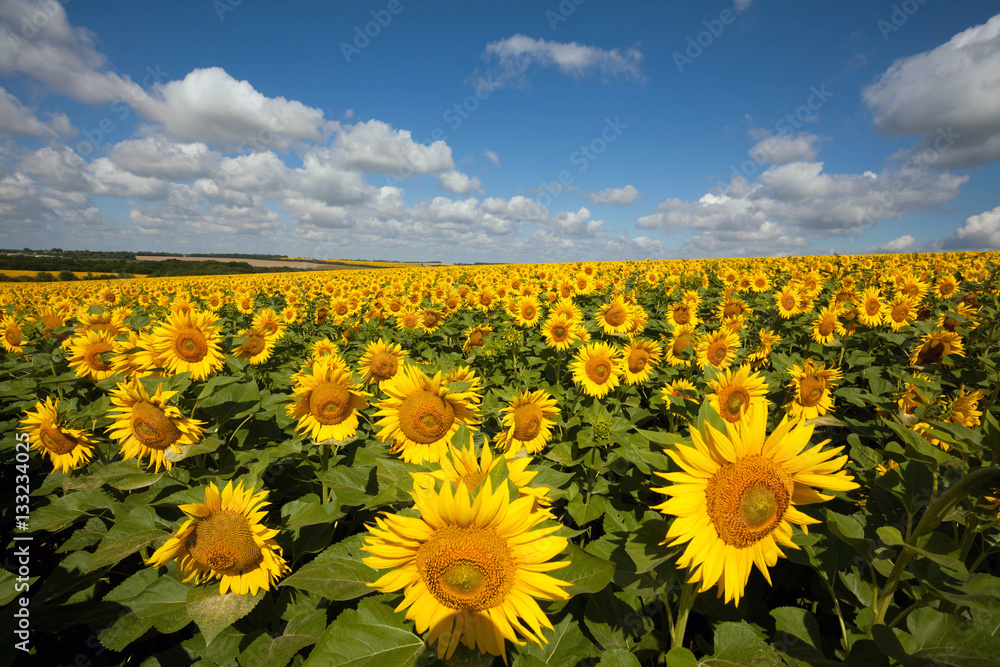 Fototapeta premium Field of flowers of sunflowers