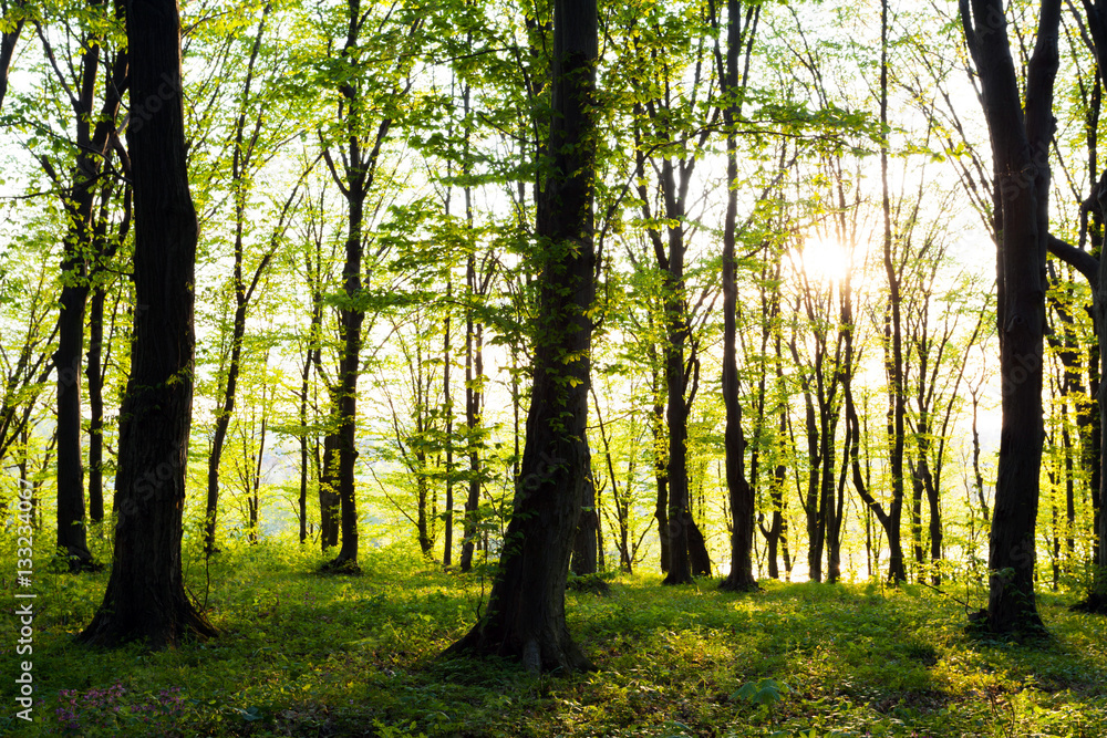 Obraz premium forest spring time