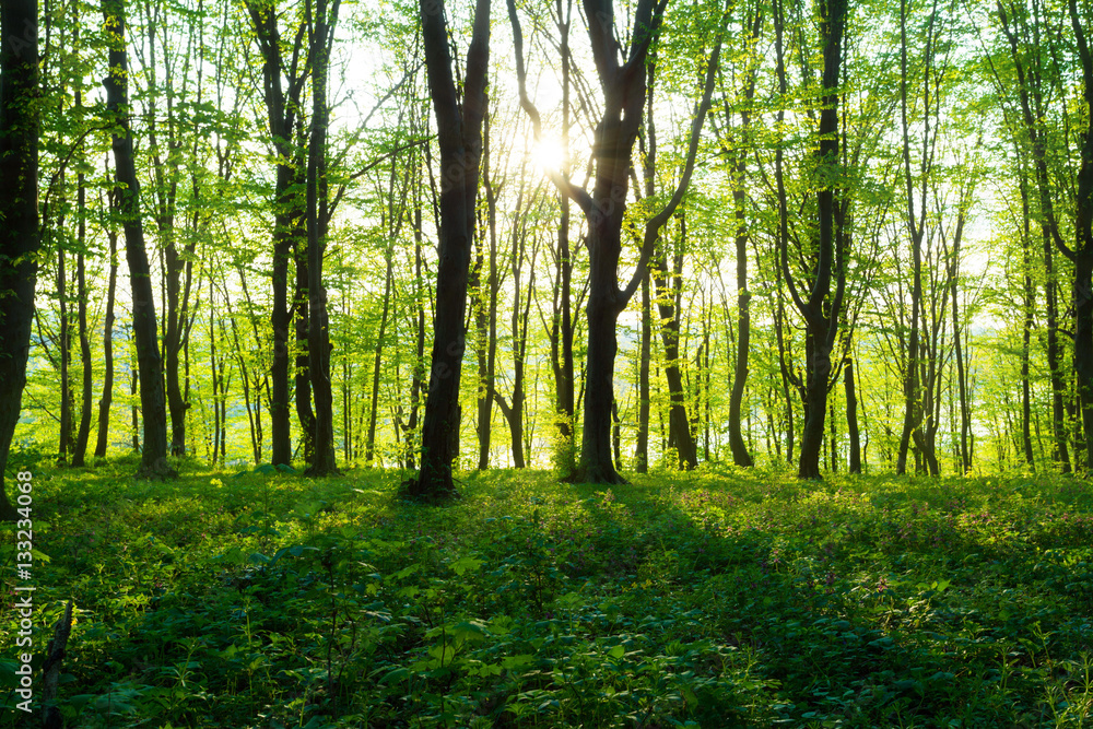 Fototapeta premium forest spring time