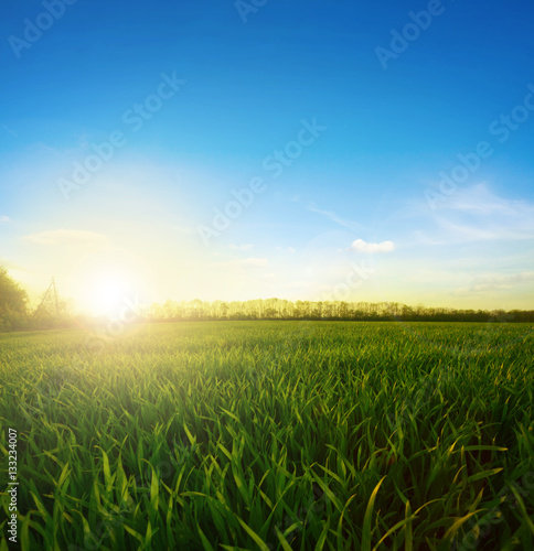 Field of wheat