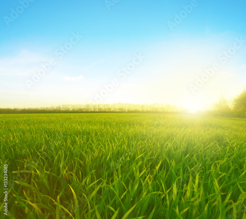 Field of wheat