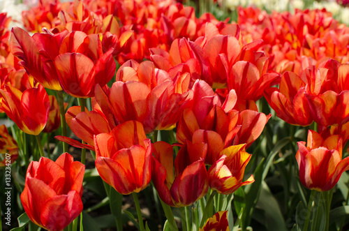 The field of red with yellow tulips