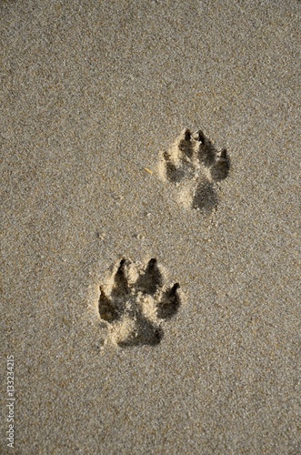Pfotenabdrücke im Sand Hundespur