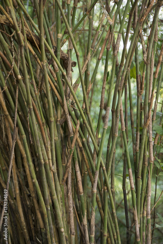 THAILAND ISAN UDON THANI PHU PHRA BAT FOREST