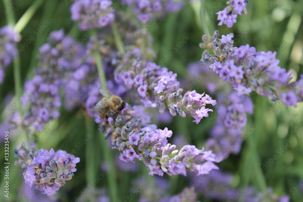 Bee on lavander Bee on lavander