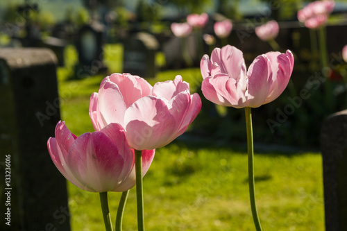 Flowers at cemetary at Sjøholt, Norway photo