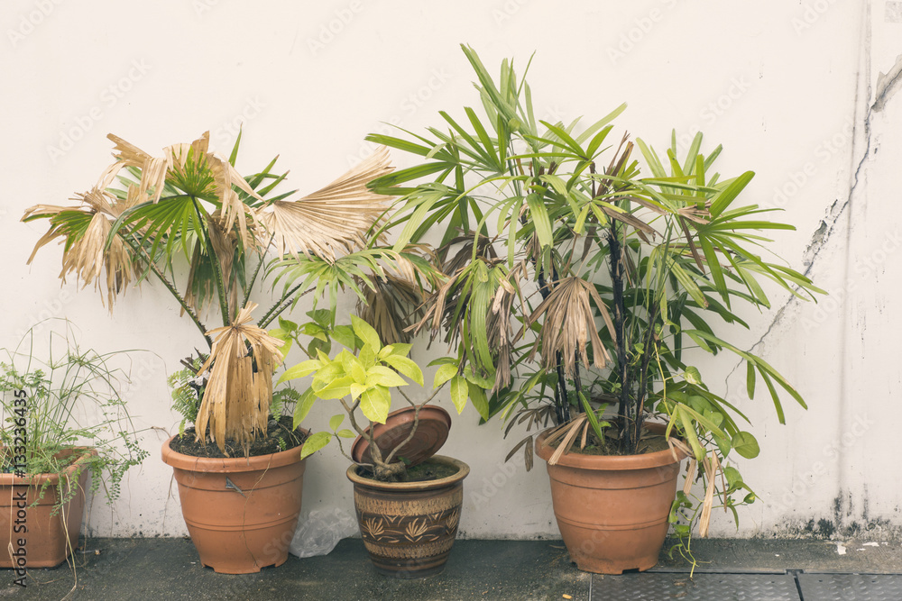 home plants wall