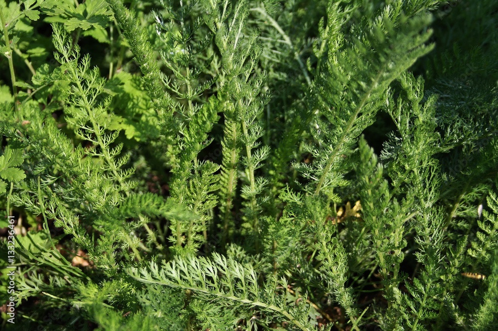 Green Leaves of Yarrow or Achillea Millefolium Green Leaves of Yarrow or Achillea Millefolium