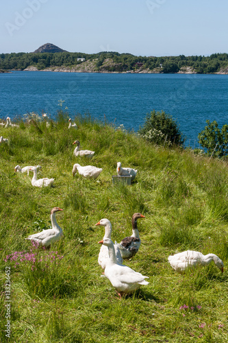 Gees at Åfjorden at F61 North_of_Folkestad(Fjaler), Norway photo