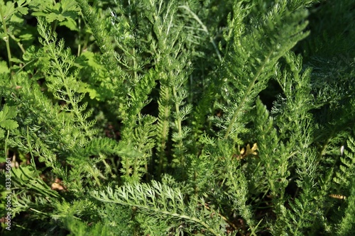 Green Leaves of Yarrow or Achillea Millefolium