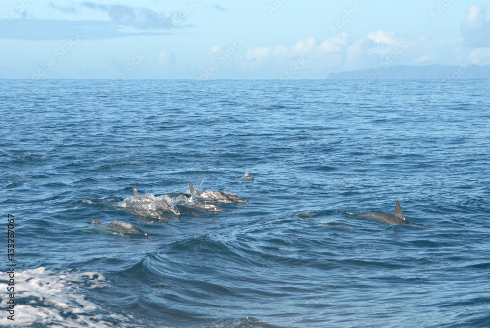 Fototapeta premium School of Dolphins