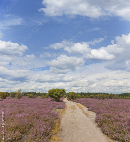 Heideblüte im Naturschutzgebiet Heiligen Hain.