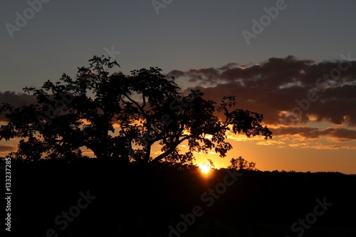 Setting Sun Behind Large Tree