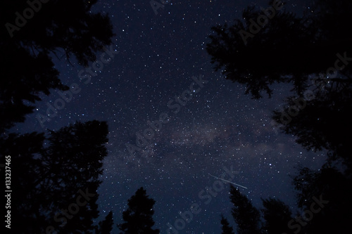 Low angle view of stars over the tree tops in forest¬†at night  photo