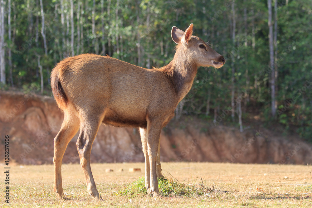 deer in forest