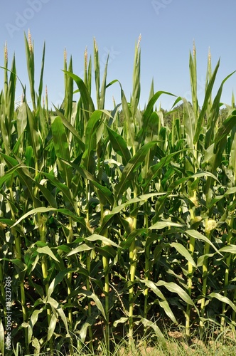 corn field