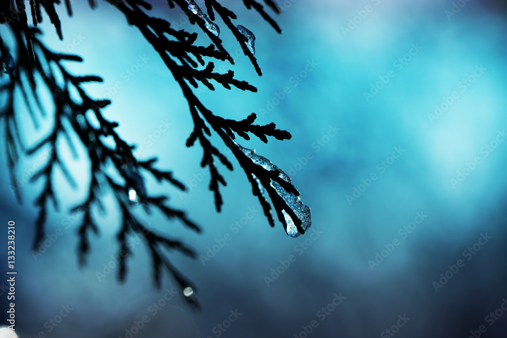 Green juniper sprout under snow Green juniper sprout under snow