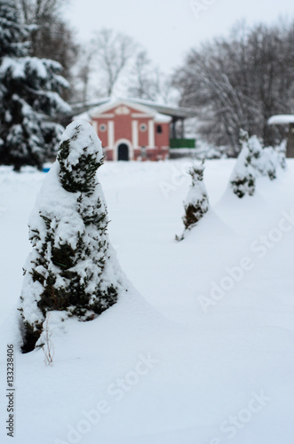 Young thuja trees in park on winter © ihorbondarenko