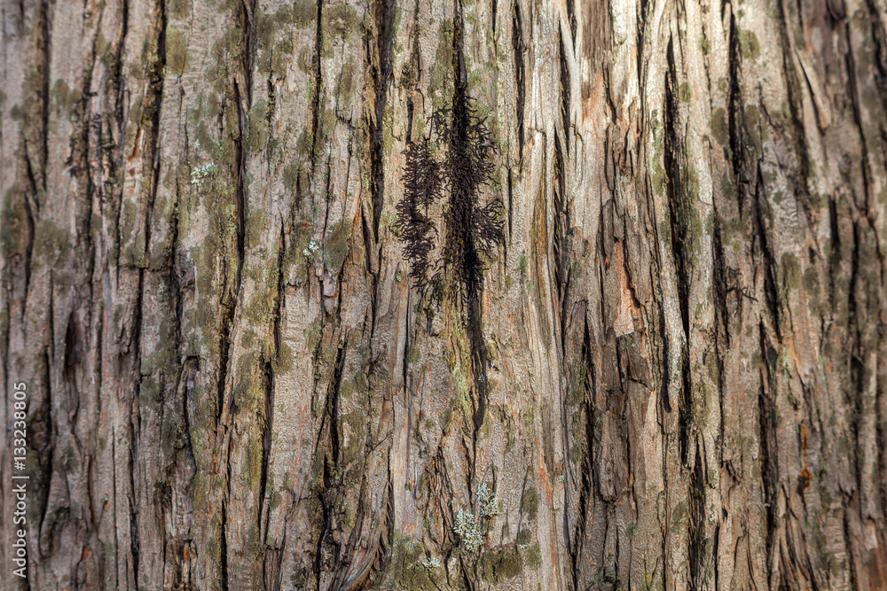 Fototapeta premium Old Wood Tree Texture Background Pattern
