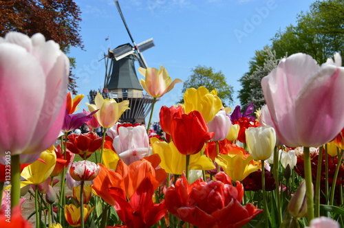 Fototapeta Naklejka Na Ścianę i Meble -  Tulip and windmill