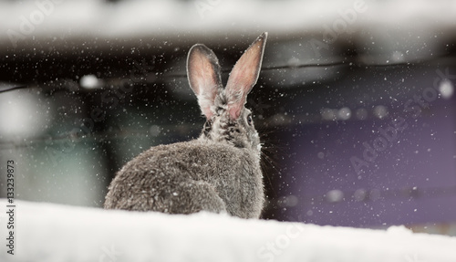 pet rabbit, hare in the snow, winter © serikbaib