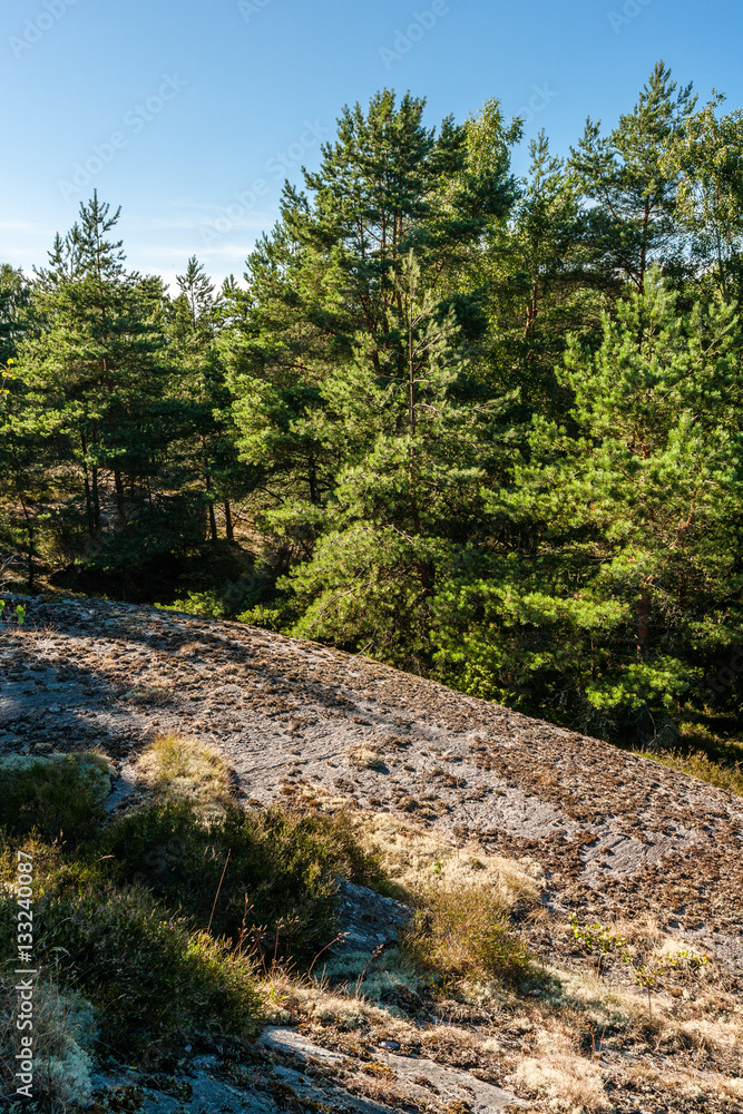Forest and rocks at Rörbäck Munkeby Uddevalla, Sweden Forest and rocks at Rörbäck Munkeby Uddevalla, Sweden