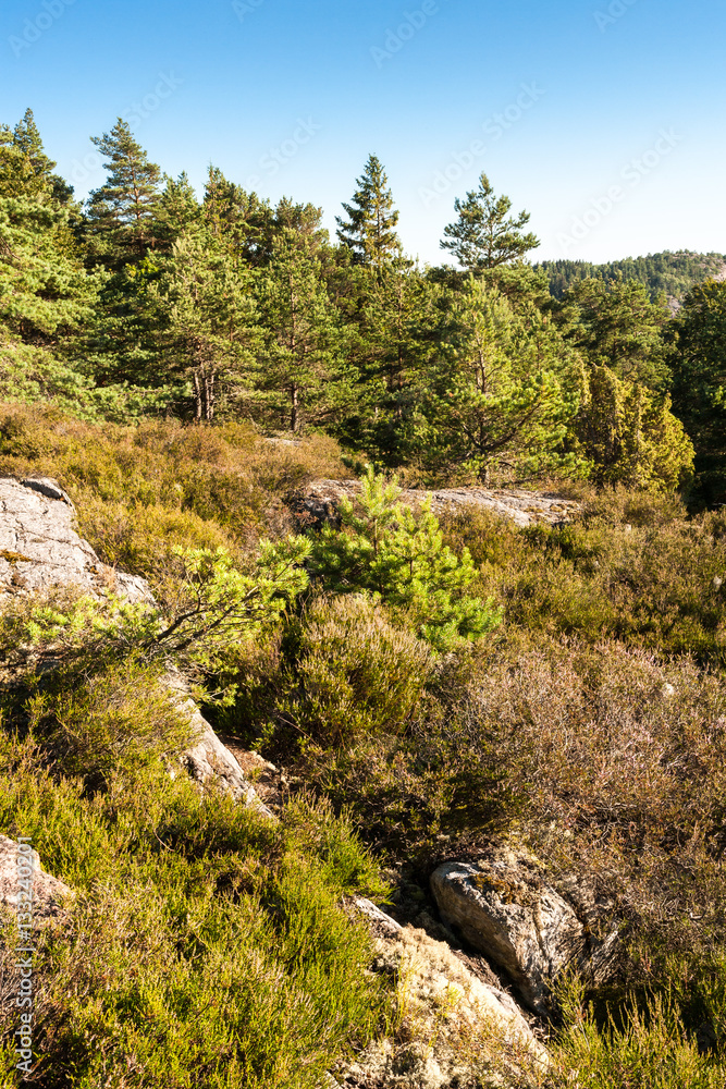 Forest and rocks at Rörbäck Munkeby Uddevalla, Sweden
