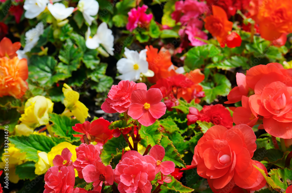 Bright background of blooming begonias. Focus on the foreground. Bright background of blooming begonias. Focus on the foreground.