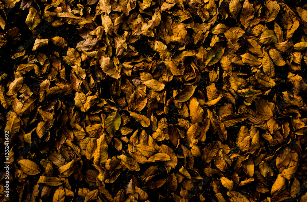 Dry brown leaves on ground in dark tone effect.