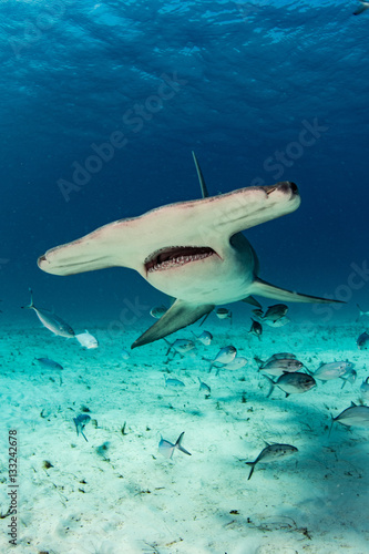 Hammerhead Shark photo