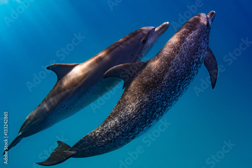 Atlantic Spotted Dolphins