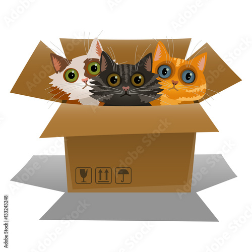 Little kittens in a cardboard box. Three cats in a box