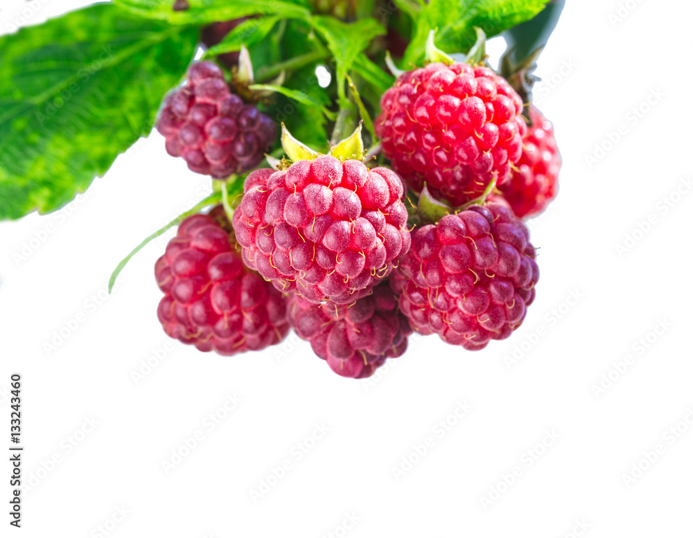 Ripe raspberries with leaves on the branch. isolated on white. Ripe raspberries with leaves on the branch. isolated on white.