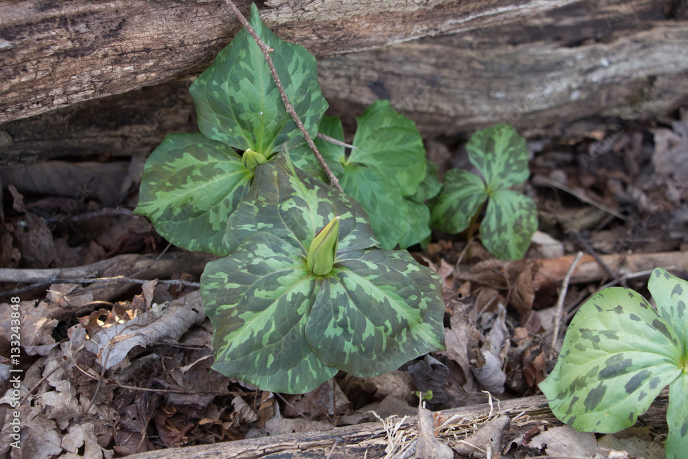 Trillium Bud Cluster Trillium Bud Cluster