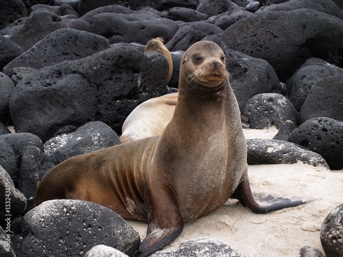 Posing sea lion on Ochoa Beach,San Cristobal Island in the Galapagos archipelago, Ecuador, South America