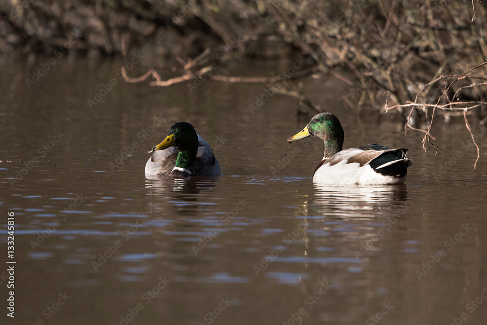 Mallard, Duck, Anas platyrhynchos Mallard, Duck, Anas platyrhynchos