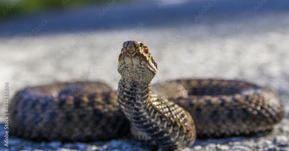 Fototapeta premium Common European Adder