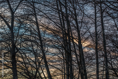 Wallpaper Mural Branches And Sky Torontodigital.ca