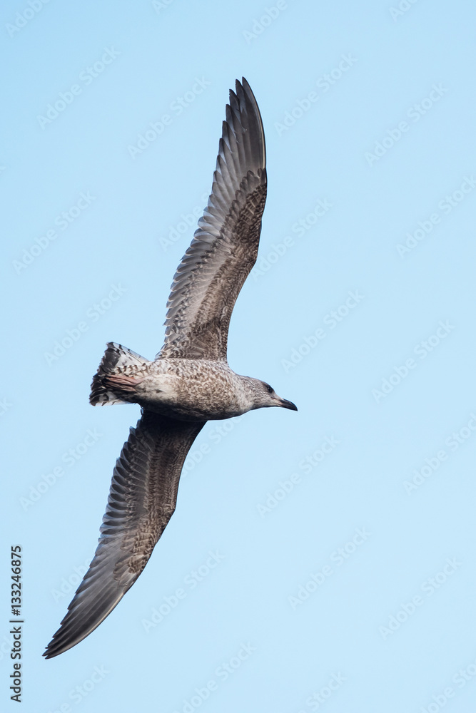 Obraz premium Herring Gull, Sea Gull