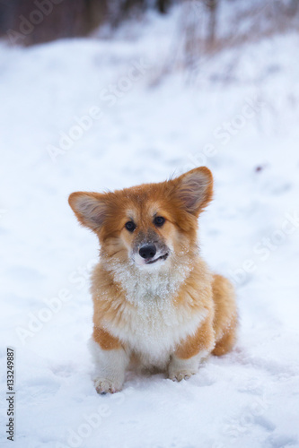 corgi fluffy puppy portrait © Sergii Mostovyi