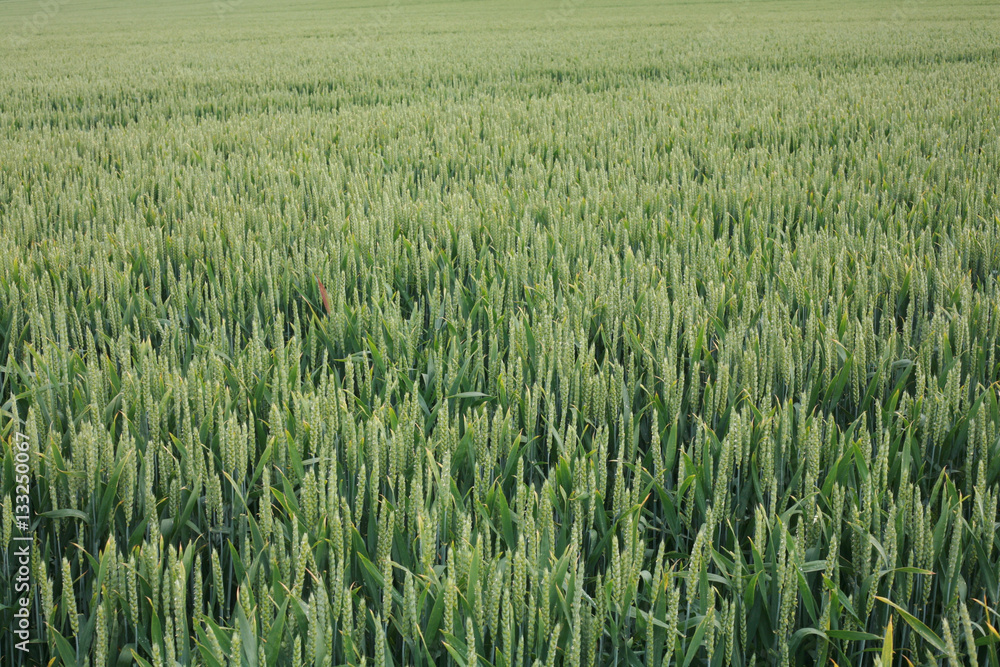 Crop Crop