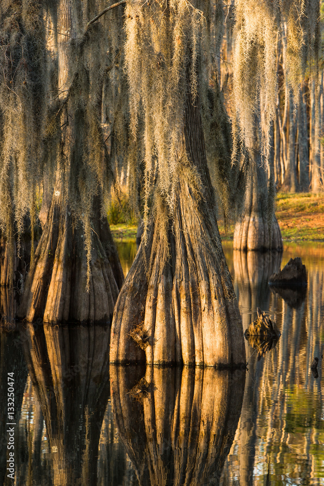 Swamp with bald-cypresses at the Sam Houston Jones State Park, L