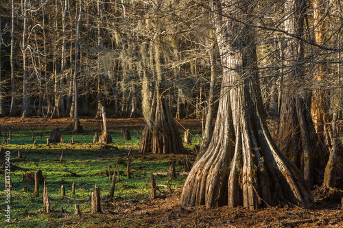 Swamp with bald-cypresses at the Sam Houston Jones State Park, L photo