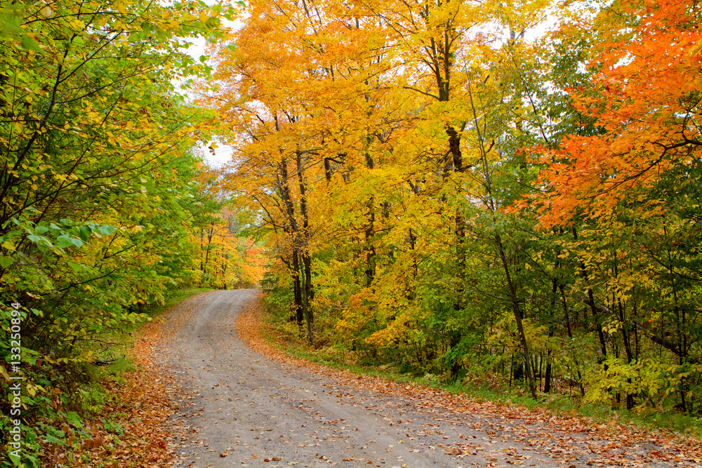 Obraz premium Fall Colors 5