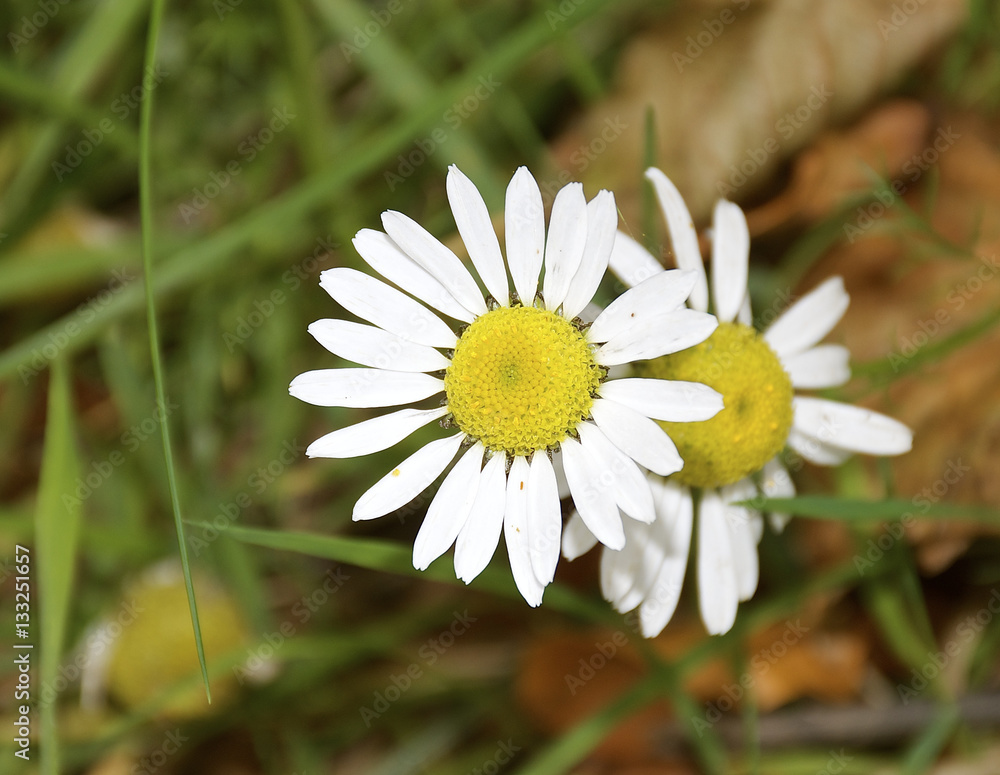 White Daisy / daisies on green grass and undergrowth background White Daisy / daisies on green grass and undergrowth background